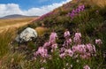 Beautiful flowers in the field. Sunset in the steppe, a beautiful evening sky with clouds, plato Ukok, no one around, Altai