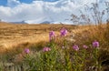 Beautiful flowers in the field. Sunset in the steppe, a beautiful evening sky with clouds, plato Ukok, no one around, Altai