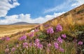 Beautiful flowers in the field. Sunset in the steppe, a beautiful evening sky with clouds, plato Ukok, no one around, Altai