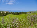 Beautiful flowers on fields Crimea, summer Royalty Free Stock Photo