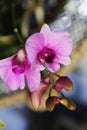 Beautiful flowers flora pink orchid Royalty Free Stock Photo