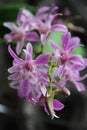 Beautiful flowers flora pink orchid Royalty Free Stock Photo