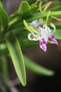 Beautiful flowers flora pink and white orchid Royalty Free Stock Photo