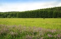 Beautiful flowers forest and sky in nature