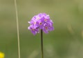 Beautiful flowers forget-me-nots