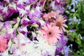 Beautiful flowers. Fresh and beautiful flowers with water drops and selective focus on the pink Gerbera flower, surrounded by Royalty Free Stock Photo