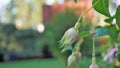 Beautiful flowers of Fuchsia magellanica also known as Hardy fuchsia