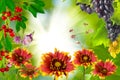 Beautiful flowers in the garden against the sun Royalty Free Stock Photo