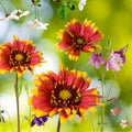 Beautiful flowers in the garden against the sun Royalty Free Stock Photo