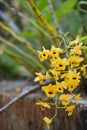 Beautiful flowers in the garden Royalty Free Stock Photo