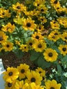 Sunflowers in garden bed