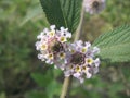 Beautiful flowers in the garden at the day