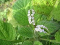 Beautiful flowers in the garden at the day