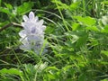 Beautiful flowers in the garden at the day