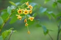 Beautiful flowers in the garden Royalty Free Stock Photo