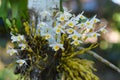 Beautiful flowers in the garden Royalty Free Stock Photo