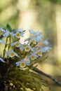 Beautiful flowers in the garden Royalty Free Stock Photo