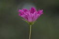 Beautiful flowers in a garden help Hummingbirds find a place to find nectar