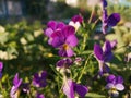 Beautiful flowers in the garden on lake Baykal