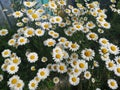 Beautiful flowers in the garden on lake Baykal