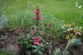 Lobelia speciosa forms strong, unbranched stems that have upright flower candles. Berlin, Germany Royalty Free Stock Photo