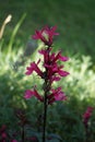 Lobelia speciosa forms strong, unbranched stems that have upright flower candles. Berlin, Germany Royalty Free Stock Photo