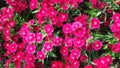 Beautiful flowers in the garden under the winter sun.