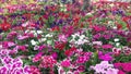 Beautiful flowers in the garden under the winter sun.