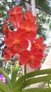 Beautiful flowers in the garden under the winter sun.