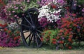 wagon flowers Royalty Free Stock Photo