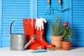 Beautiful flowers and gardening tools on white wooden table near light blue wall Royalty Free Stock Photo