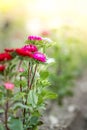 Beautiful flowers, gathered on a field