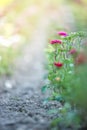 Beautiful flowers, gathered on a field