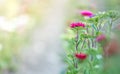 Beautiful flowers, gathered on a field