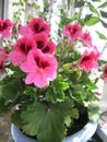 Beautiful flowers of geranium pelargonium grandiflorum grow in pot in small garden on the balcony