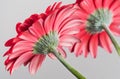 Beautiful flowers of Gerbera Daisy Royalty Free Stock Photo