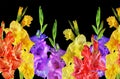 Beautiful flowers of gladiolus yellow, red and purple.On a black background Royalty Free Stock Photo