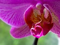 A close-up of a purple orchid with heart-shaped stamens, the concept of love Royalty Free Stock Photo
