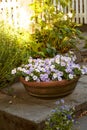 Beautiful flowers in a green garden outside in a natural backyard environment with a white fence. Landscape of vibrant