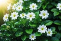 beautiful flowers with green leaves and refracting water drops, floral patterns,