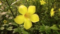 beautiful flowers grow and bloom soothing the heart, allamanda flower, close up