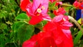 beautiful flowers grow and bloom soothing the heart, red flower, close up