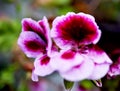 Violet from the meadow, tricolor flower