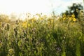 Beautiful flowers growing in meadow on sunny day Royalty Free Stock Photo