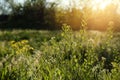 Beautiful flowers growing in meadow on sunny day Royalty Free Stock Photo