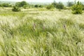 Beautiful flowers growing in meadow on sunny day Royalty Free Stock Photo