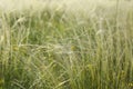 Beautiful flowers growing in meadow on sunny day Royalty Free Stock Photo