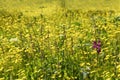 Beautiful flowers growing in meadow on sunny day Royalty Free Stock Photo