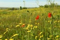 Beautiful flowers growing in meadow on sunny day Royalty Free Stock Photo