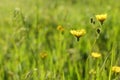 Beautiful flowers growing in meadow on sunny day Royalty Free Stock Photo